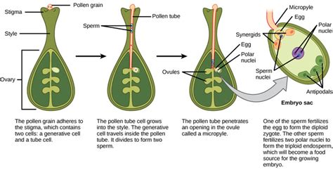 40.5.3: Double Fertilization in Plants .